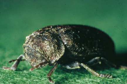 vrillettes Xestobium rufovillosum, Anobium punctatum